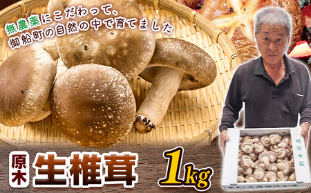 しいたけ 椎茸 生椎茸 1kg 荒木農産《11月上旬-12月中旬頃出荷》熊本 御船 原木椎茸 送料無料 st-p