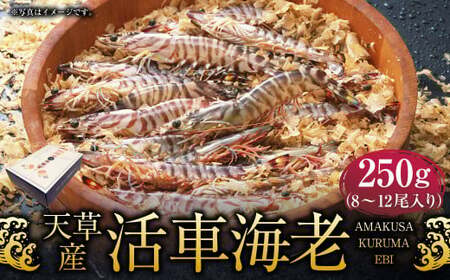＜ R8年熊本地震復興支援 ＞【配送指定日必須】天草産活車海老 250g 8～12尾 活き車海老 車海老 車エビ 活き海老 活きエビ えび 海老 エビ 新鮮 魚介 【発送期間2026年11月6日～2027年3月31日】