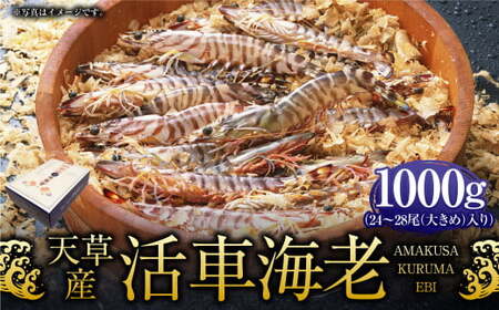 ＜ R8年熊本地震復興支援 ＞【配送指定日必須】天草産活車海老 1000g 大（2L） 24～28尾 1kg 活き車海老 車海老 車エビ 活き海老 活きエビ えび 海老 エビ 新鮮 魚介 【発送期間2026年11月6日～2027年3月31日】