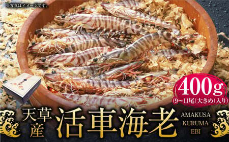 【配送指定日必須】天草産活車海老 400g 大（2L） 9～11尾 活き車海老 車海老 車エビ 活き海老 活きエビ えび 海老 エビ 新鮮 魚介 【発送期間2026年11月6日～2027年3月31日】