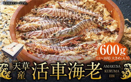 ＜ R8年熊本地震復興支援 ＞【配送指定日必須】天草産活車海老 600g 大（2L） 14～16尾 活き車海老 車海老 車エビ 活き海老 活きエビ えび 海老 エビ 新鮮 魚介 【発送期間2026年11月6日～2027年3月31日】