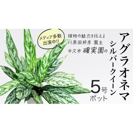 アグラオネマ シルバークイーン 5号ポット 1点 家庭 で 園芸 鉢植え 苗 庭木 果樹 ガーデニング 植物 確実園 観葉植物 インテリア 植木鉢