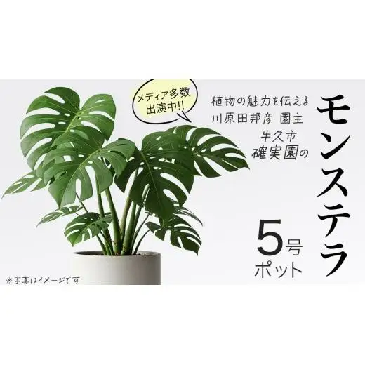 モンステラ 5号ポット 1点