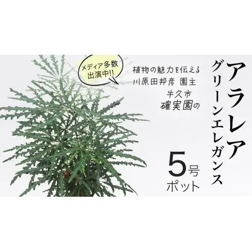 アラレア グリーンエレガンス 5号ポット 1点