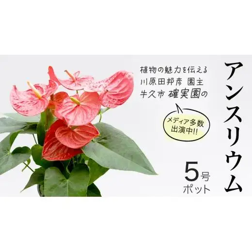 アンスリウム 5号ポット 1点