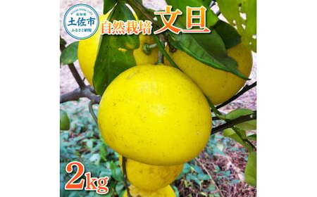 【先行予約】自然栽培文旦2kg L〜3Lサイズ 〈2027年1月9日〜4月30日発送〉文旦 ブンタン ぶんたん 2キロ 柑橘 かんきつ 柑橘類 みかん フルーツ デザート 果物 ビタミン おやつ 国産 高知県産 名物【有限会社四万十くじら】[BQBR009]