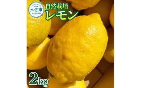 【先行予約】自然栽培レモン 2kg〈2026年10月中旬頃-2027年4月30日発送〉 2キロ【有限会社四万十くじら】 [BQBR003]