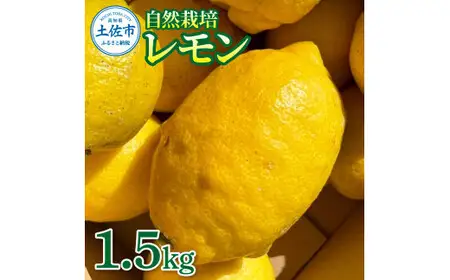 【先行予約】自然栽培レモン 1.5kg 〈2026年9月1日〜2027年4月30日発送〉レモン 檸檬 れもん 1.5キロ 柑橘類 フルーツ 果物 くだもの レモネード 塩レモン はちみつレモン レモンスカッシュ【有限会社四万十くじら】