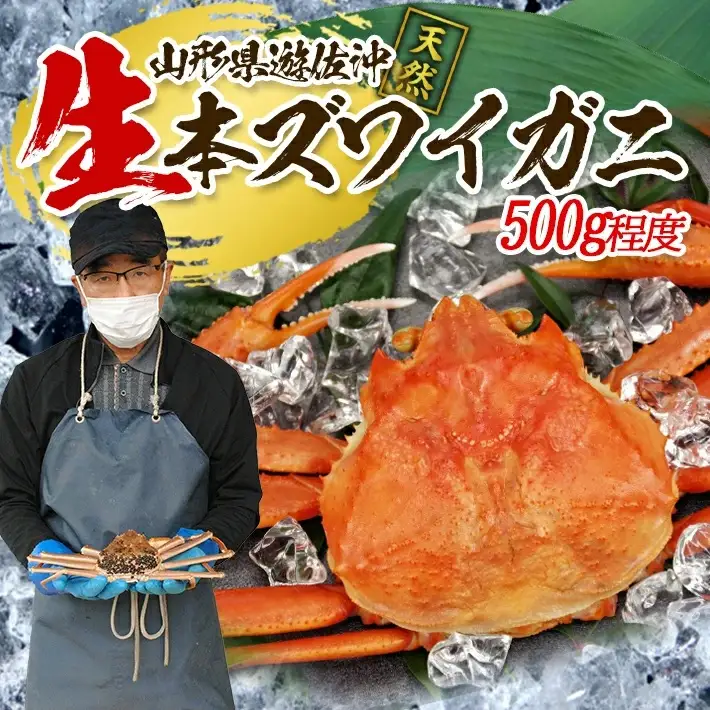 生・本ズワイガニ 1匹 500g程度 遊佐沖 10月中旬～12月下旬頃お届け 冷蔵便 ※着日指定・離島（沖縄県を含む）発送不可 1人前 東北 山形県 庄内地方 日本海 カニ 蟹 かに 海産物 シーフード 海鮮 新鮮 鮮魚 まるごと 生食 刺身 ボイル 焼き 期間限定 [853]