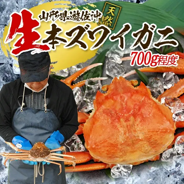 生・本ズワイガニ 1匹 700g程度 遊佐沖 10月中旬～12月下旬頃お届け 冷蔵便 ※着日指定・離島（沖縄県を含む）発送不可 2人前 東北 山形県 庄内地方 日本海 カニ 蟹 かに 海産物 シーフード 海鮮 新鮮 鮮魚 まるごと 生食 刺身 ボイル 焼き 期間限定 [854]
