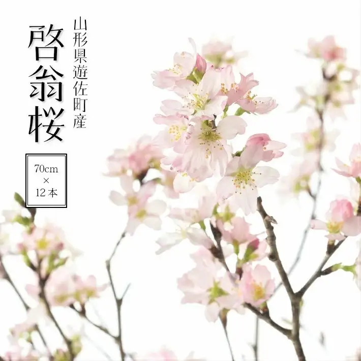 啓翁桜 約70cm×12本（12月下旬発送）※着日指定不可 東北 山形県 遊佐町 庄内地方 桜 木 植物 枝 切り花 花束 お花 室内 リビング 玄関 アレンジにも お正月飾り 冬 春 新春 迎春 新年 成人の日 成人式 卒業 卒園 退職 ピンク [102M12c]