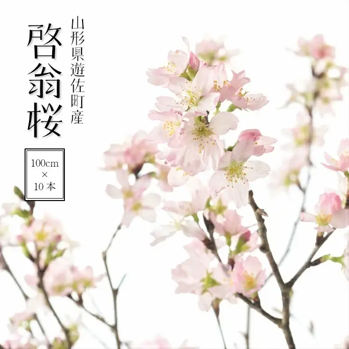 啓翁桜 約100cm×10本（12月下旬発送）※着日指定不可 東北 山形県 遊佐町 庄内地方 桜 木 植物 枝 切り花 花束 お花 室内 リビング 玄関 アレンジにも お正月飾り 冬 春 新春 迎春 新年 成人の日 成人式 卒業 卒園 退職 ピンク [292M12c]