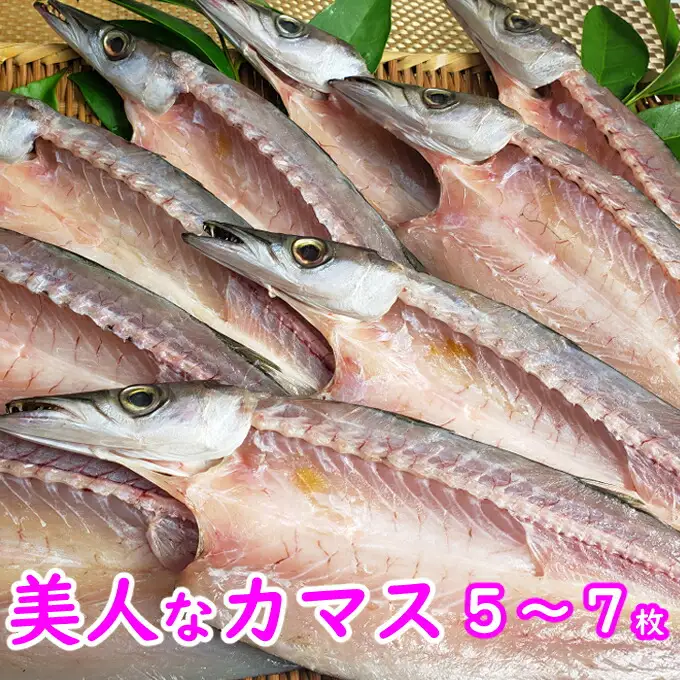 今だけ！室戸旬どれ美人カマス干物５枚以上