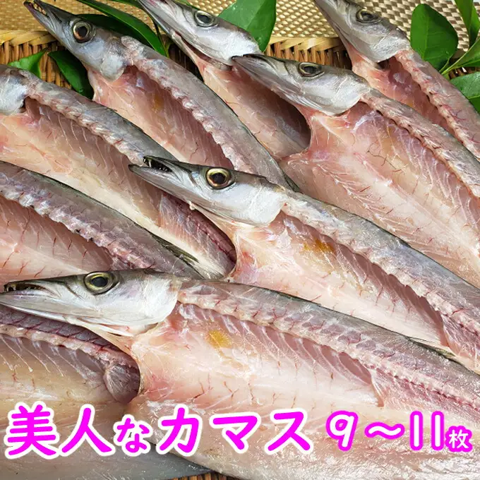 今だけ！室戸旬どれ美人カマス干物９枚以上
