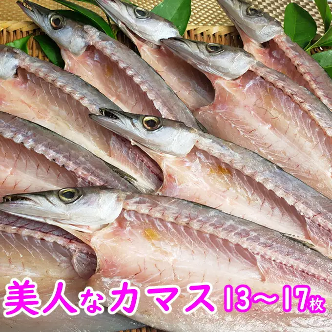 今だけ！室戸旬どれ美人カマス干物１３枚以上