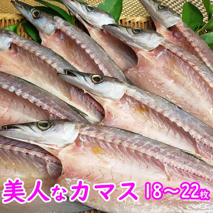 今だけ！室戸旬どれ美人カマス干物１８枚以上