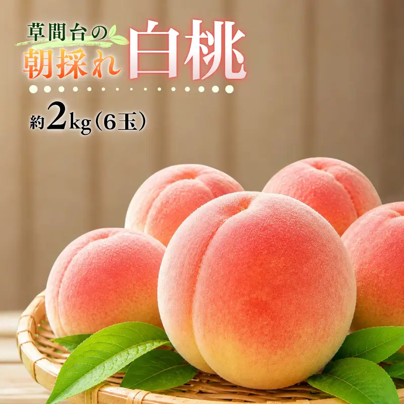 草間台の朝採れ白桃1箱 約2kg 6玉 【先行予約 7月下旬から発送】