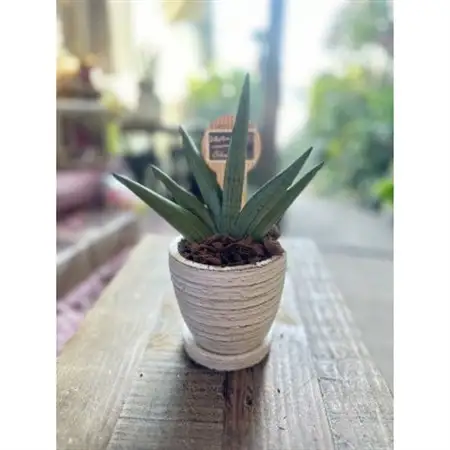 お部屋にマイナスイオンを「サンセベリア」_花・観葉植物 観葉植物・苗木  _【1573887】