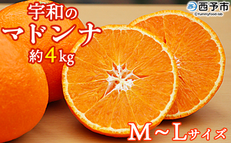 紅まどんなと同品種！＜愛媛県西予市産 宇和のマドンナ 約4kg（M寸～L寸）＞ 果物 柑橘 みかん ミカン 蜜柑 愛媛果試第28号 紅マドンナ 化粧箱 贈答用 ギフト 南予園芸 愛媛県 西予市【常温】『2025年12月中旬～2026年1月上旬迄に順次出荷予定』UNE0010