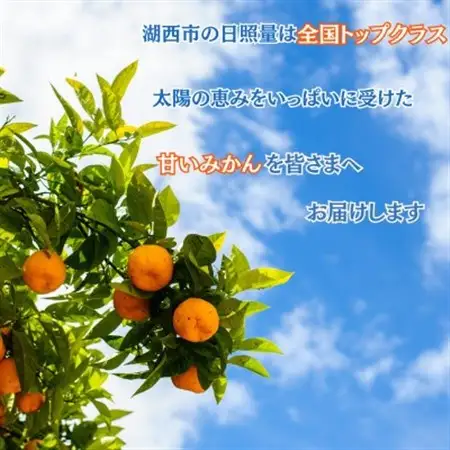 [訳あり]【2027年1月初旬頃より順次発送予定】青島みかん 約10kgサイズミックス_果物・フルーツ みかん  ミカン 蜜柑_【1575319】