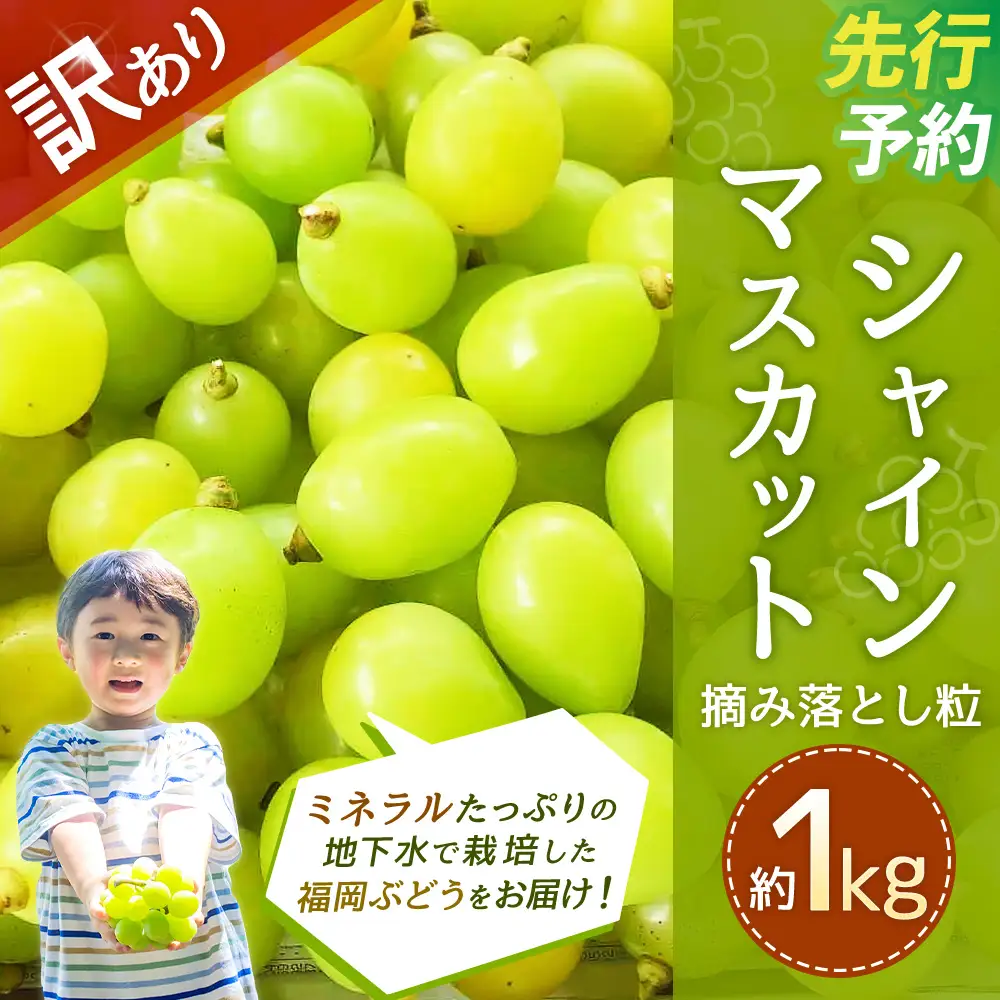 訳あり品】福岡県産シャインマスカット 摘み落とし粒 約1kg【2026年8月