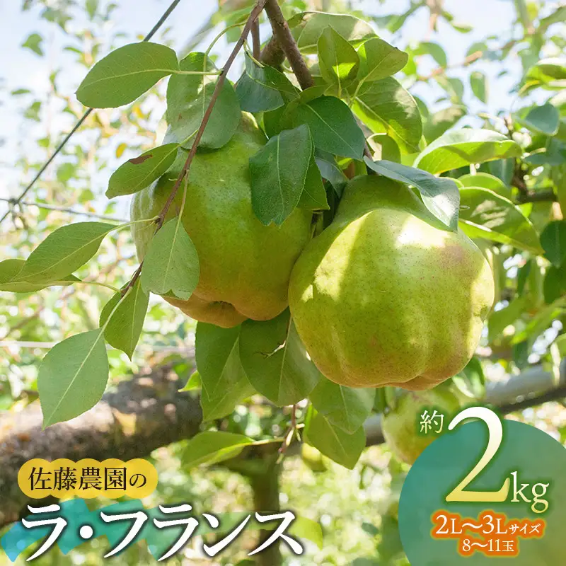 【令和8年産先行予約】 ラ・フランス　2L～3L　約2kg　(8～11玉)　 山形県鶴岡市産　佐藤農園