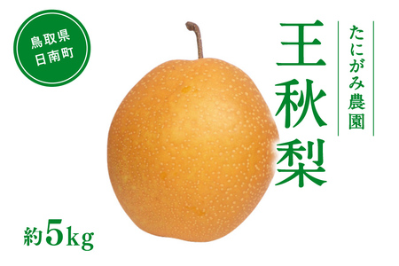 たにがみ農園 王秋梨 5kg (7玉～14玉) 梨 なし フルーツ 果物 くだもの 鳥取県 佐治 梨 なし ナシ