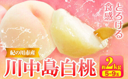 【先行予約】桃 川中島白桃 紀の川市産 約2kg(6-9玉) 紀農人株式会社
