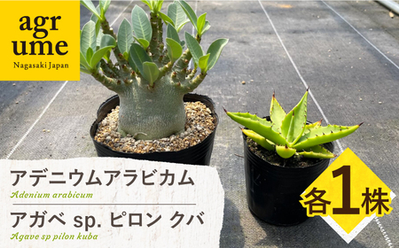アデニウム アラビカム ＆ アガベ sp. ピロン クバ 各1株 Adenium arabicum ＆ Agave sp pilon kuba 長与町/アグリューム[EAI208] 
