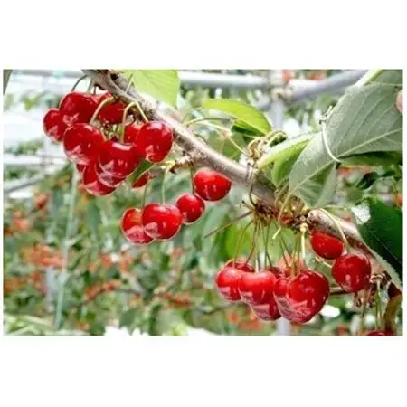 【2027年発送】フルーツ王国信州中野産　さくらんぼ　紅秀峰　約1.5kg(約100g×15パック)【配送不可地域：離島】【1577325】