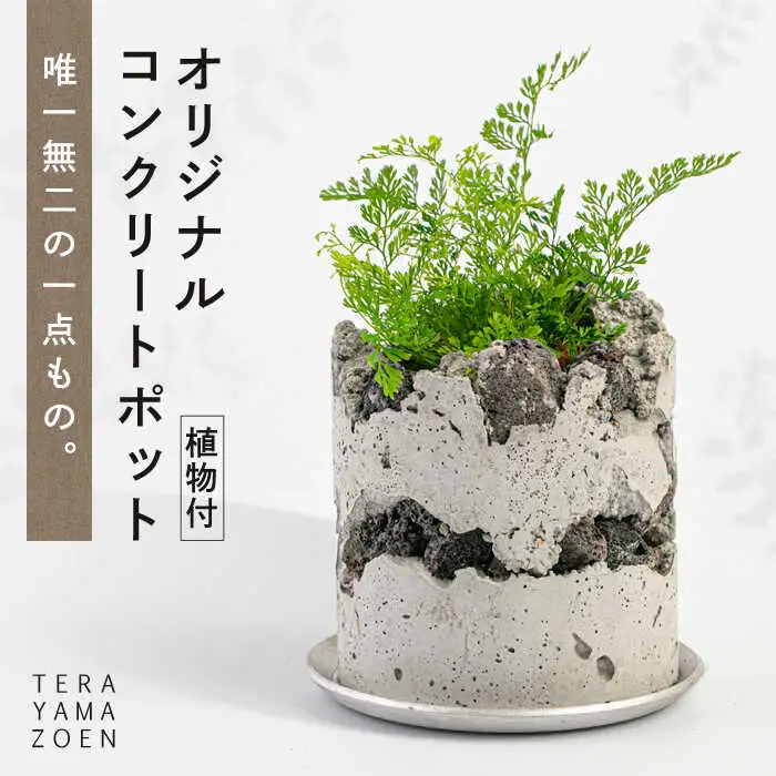 TERAYAMA ZOEN オリジナルコンクリートポット（植物付き） 糸島市 / NIWAMO 鉢 観葉植物 [AIO001]