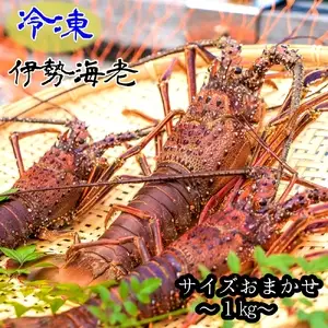 10月中旬以降発送 天然 冷凍伊勢海老１kg（サイズおまかせ）エビ 甲殻類 海鮮BBQ アウトドア キャンプ お祝いえび 伊勢えび イセエビ 刺身 お刺身 鍋 お味噌汁 冷凍配送 海鮮 魚介類 海の幸【R01672】
