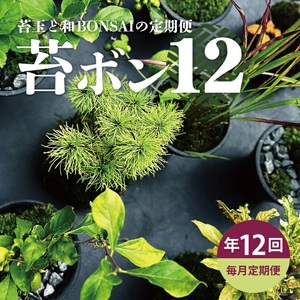 SL0240　【12回定期便】苔玉と和BONSAIの定期便「苔ボン12」