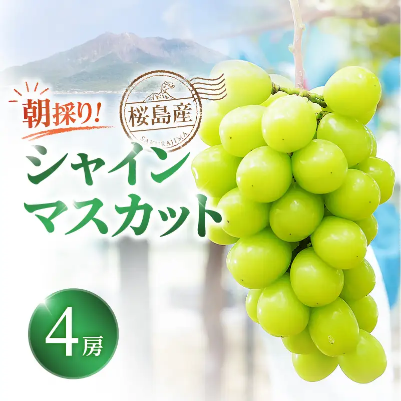 【 2026年 先行予約 】【 桜島 産 】 シャインマスカット 4房 K260-001_04