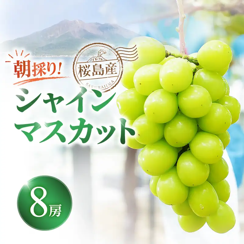【 2026年 先行予約 】【 桜島 産 】 シャインマスカット 8房 K260-001_05