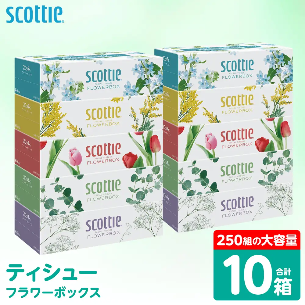 スコッティ ティッシュ 250組 10箱 ティシュー