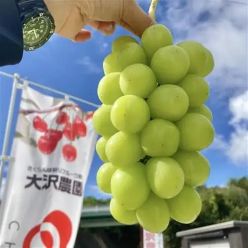 2027年発送先行受付【シャインマスカット約1.2kg 2～4房】坂の上のシャイン 農家直送山梨市産【配送不可地域：離島】【1577007】