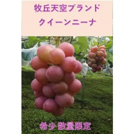 【2026年発送】10月中旬発送「牧丘天空の丘クイーンニーナ」約1kg(2～3房)【配送不可地域：離島】【1579788】