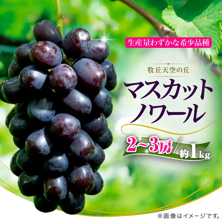 【2026年発送】10月下旬より発送「牧丘天空の丘マスカットノワール」約1kg(2～3房)【配送不可地域：離島】【1579849】