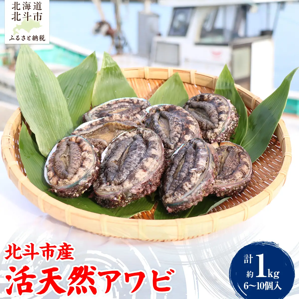 【先行予約/2026年12月頃より発送予定】北海道 北斗市産 活天然 アワビ 6～10個入 HOKAJ002 | アワビ