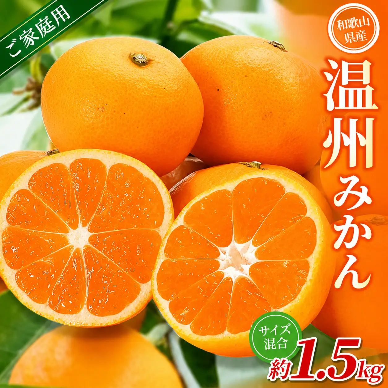 みかん 【家庭用】 森本農園 約1.5kg  【2026年10月中旬～2027年2月中旬ごろに順次発送】【BV90006-mrmt006】