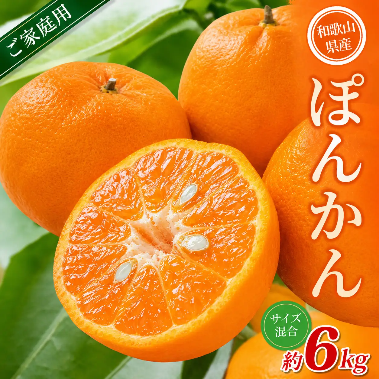 【家庭用】 森本農園の手選別 ポンカン 約6kg 和歌山県産 サイズ混合 【北海道・沖縄・離島配送不可】【2027年1月上旬～2月上旬頃に順次発送】【RN32】【BV90032-mrmt032】