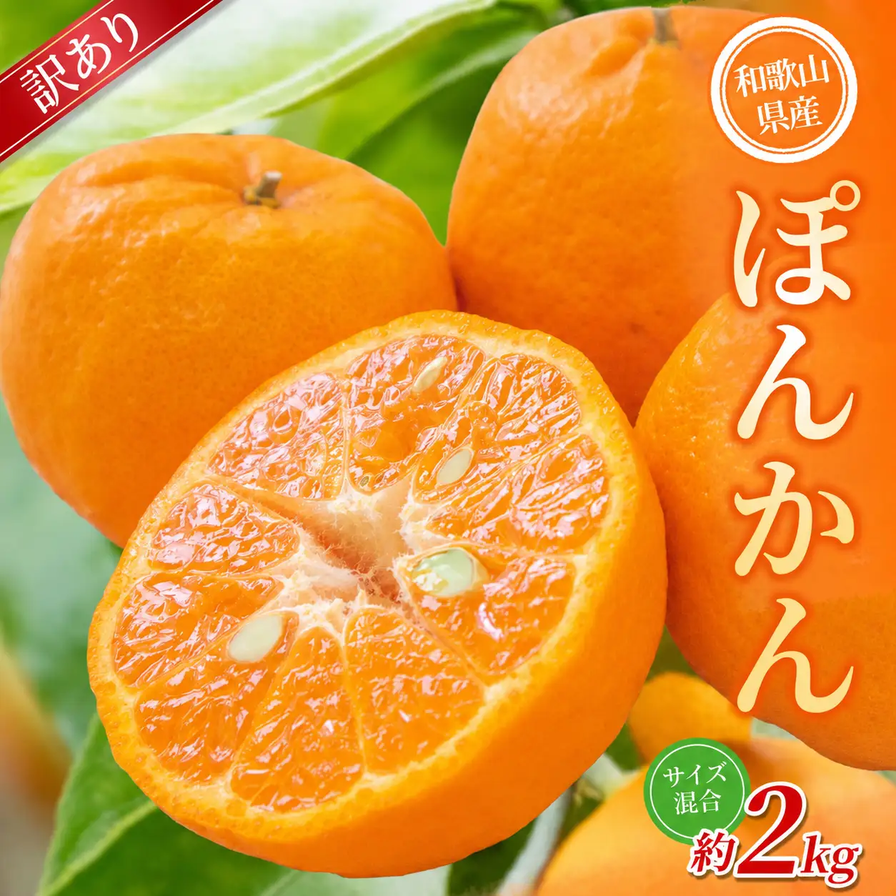 【訳あり】 森本農園の手選別 ポンカン約2kg 和歌山県産 サイズ混合 【北海道・沖縄・離島配送不可】【2027年1月上旬～2月上旬頃に順次発送】【RN13】【BV90013-mrmt013】