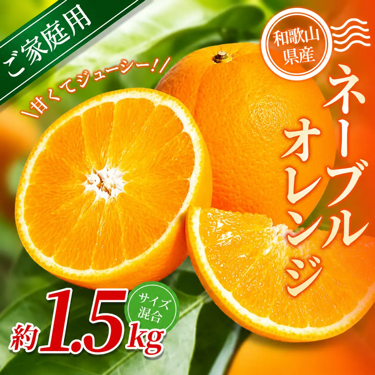 【家庭用】 森本農園の手選別 ネーブルオレンジ 約1.5kg 和歌山県産 サイズ混合 【北海道・沖縄・離島配送不可】【2027年1月上旬～2月中旬頃に順次発送】【RN16】【BV90016-mrmt016】