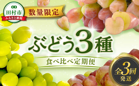 【先行予約 2025年発送】＼ぶどう3種食べくらべ定期便／ 3回発送 冷蔵 高級 種無し 種なし シャインマスカット ブドウ ぶどう 品種 果物 フルーツ 巨峰 美味しい 希少 人気 福島県 田村市 鈴木農園 