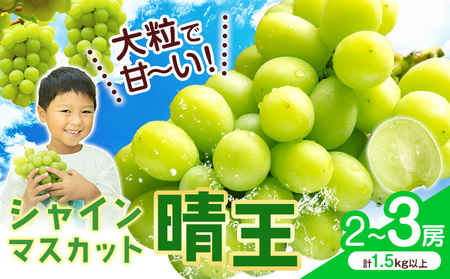 【2026年発送】シャインマスカット【晴王】2~3房(計1.5kg以上）株式会社Myself シャインマスカット