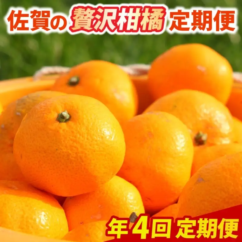 定期便 4回 柑橘 佐賀の贅沢柑橘定期便 みかん 果物 年4回 ※配送不可：北海道、沖縄県、離島