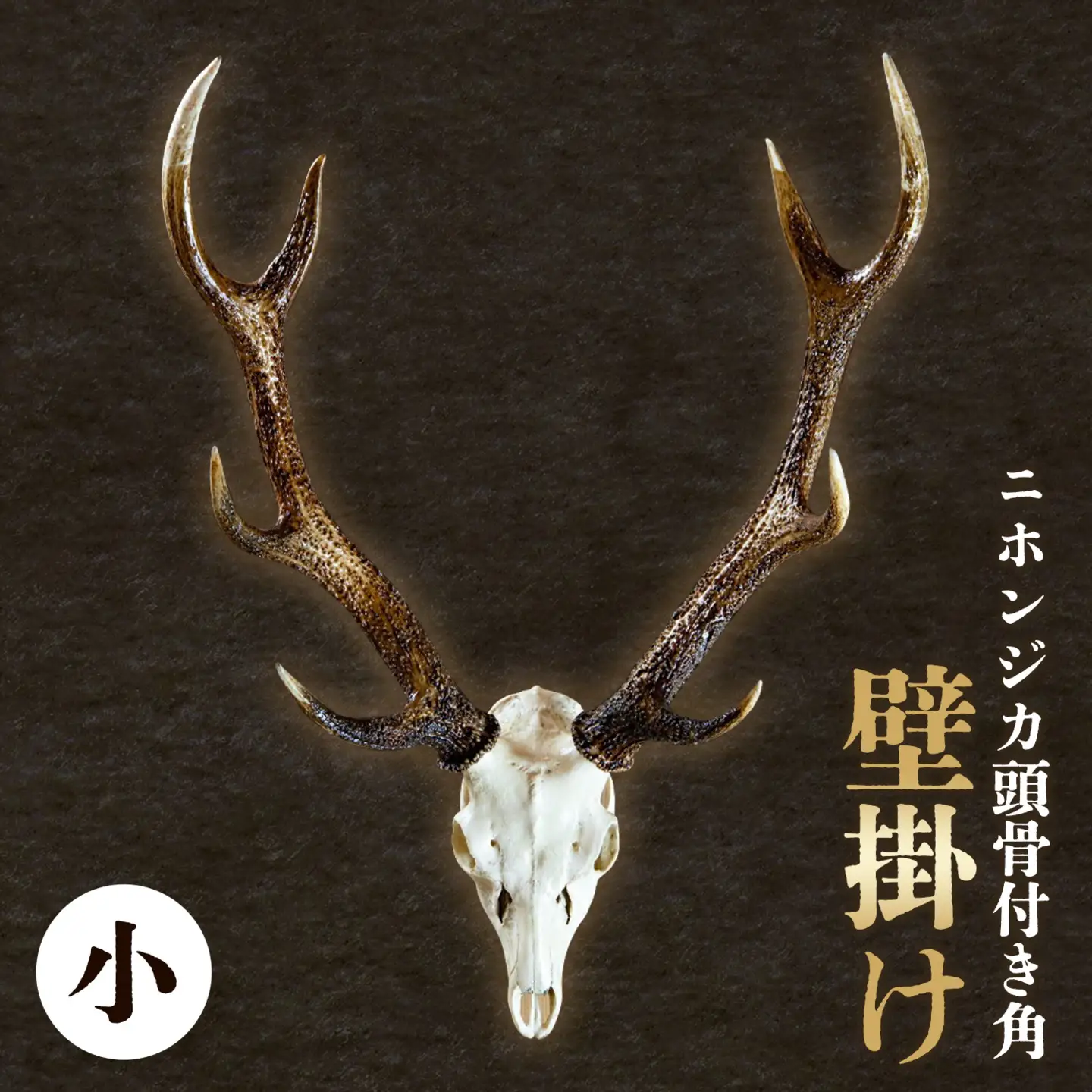 ⑤鹿の角 セット ニホンジカ 10本 ニホンジカ頭骨付き角 壁掛け 小 【配送不可地域あり】※離島 | 徳島県