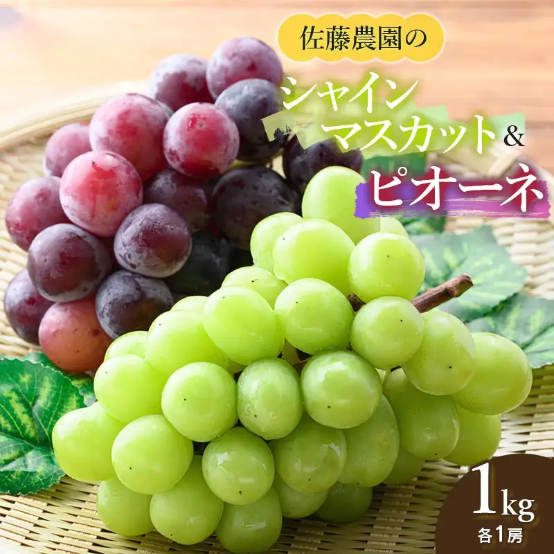 【令和8年産先行予約】 シャインマスカット・ピオーネ (各1房ずつ) 約1kg　佐藤農園