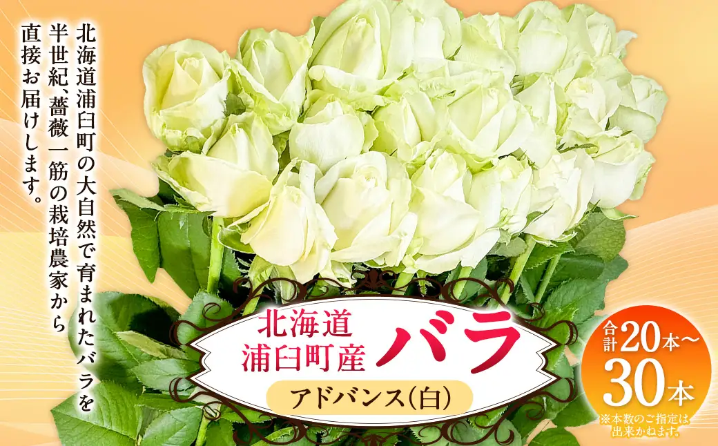 バラ アドバンス（白）（20‐30本）| 花 バラ 薔薇 ローズ 生花 白 贈り物 プレゼント ギフト【2026年11月下旬頃迄発送予定】